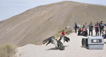 Un nuevo ejemplar de cóndor andino fue rehabilitado y liberado en el Noroeste Argentino