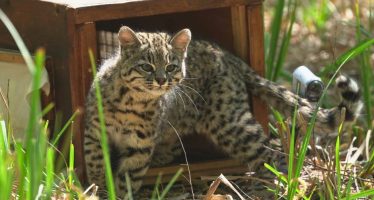 Liberaron a un gato montés rescatado