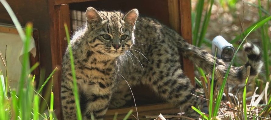 Liberaron a un gato montés rescatado