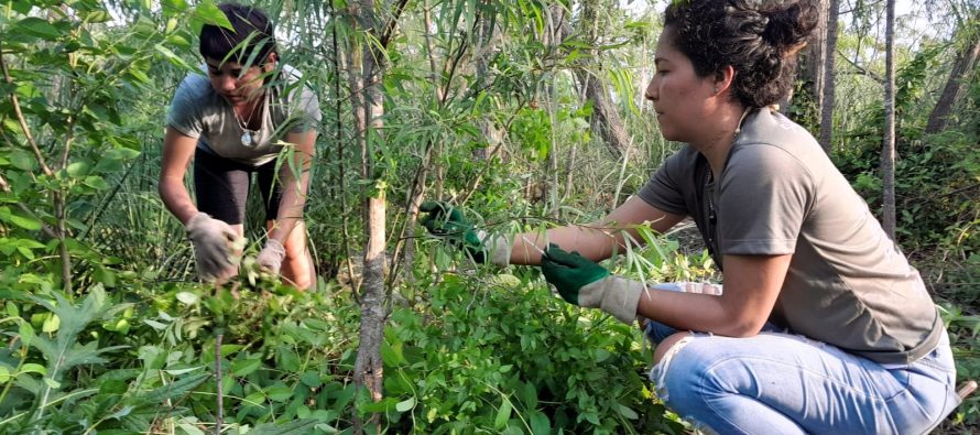 Punta Querandí: tareas para resguardar el equilibrio ambiental