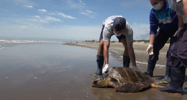 Una tortuga cabezona fue reinsertada en la costa de San Clemente del Tuyú