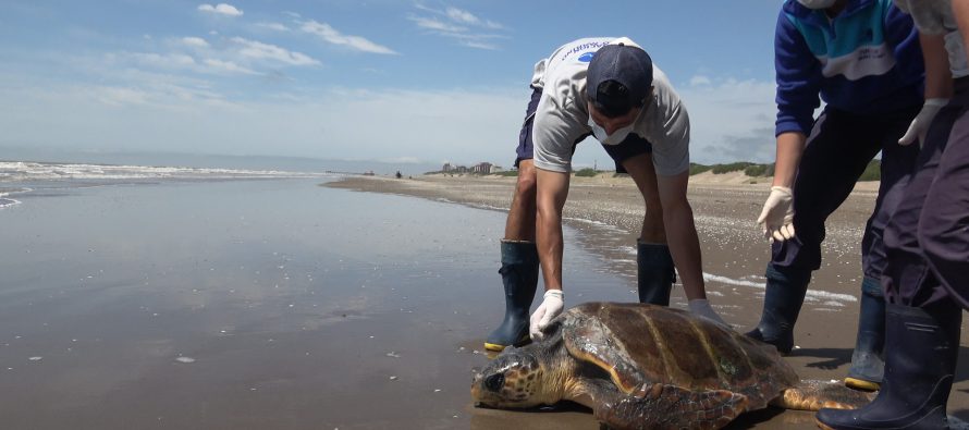 Una tortuga cabezona fue reinsertada en la costa de San Clemente del Tuyú