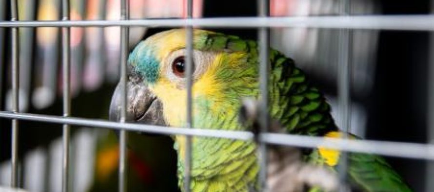 Más de un centenar de aves silvestres decomisadas en dos operativos en Canning