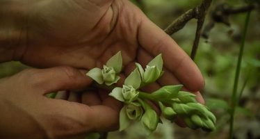 Escobar profundiza acciones para preservar una especie de orquídea amenazada