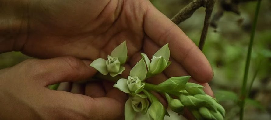 Escobar profundiza acciones para preservar una especie de orquídea amenazada