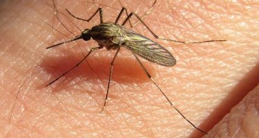 Gobierno bonaerense alerta sobre presencia de mosquitos y recomienda prevenir picaduras