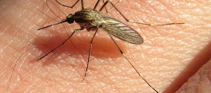 Gobierno bonaerense alerta sobre presencia de mosquitos y recomienda prevenir picaduras