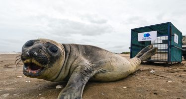 Regresan al mar un elefante marino que tuvo que ser rescatado del hostigamiento de turistas y mascotas