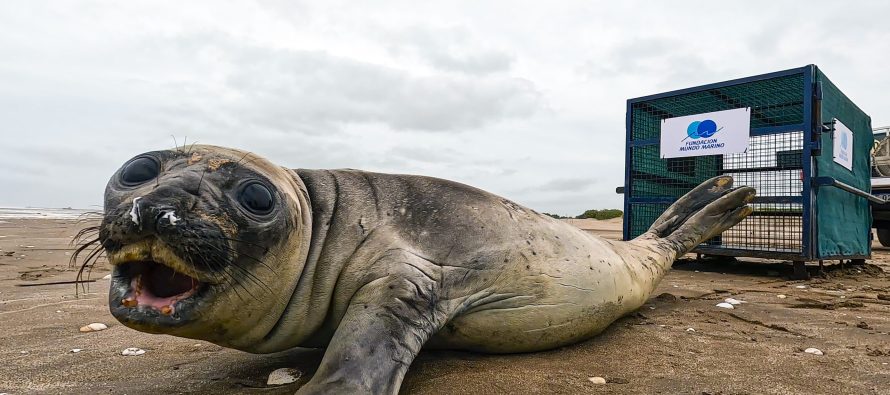 Regresan al mar un elefante marino que tuvo que ser rescatado del hostigamiento de turistas y mascotas