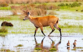 El Parque Nacional Ciervo de los Pantanos celebra sus primeros seis años