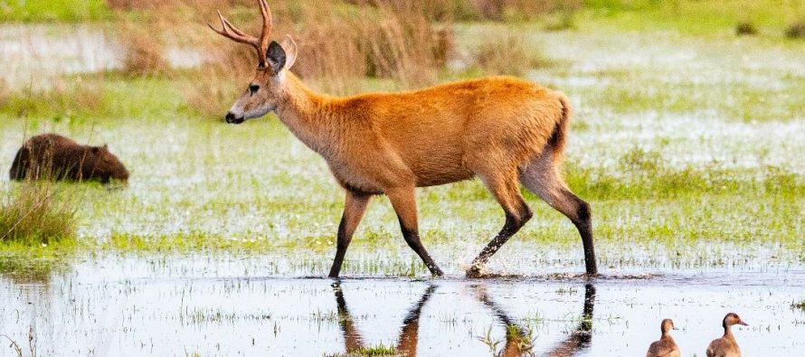 El Parque Nacional Ciervo de los Pantanos celebra sus primeros seis años