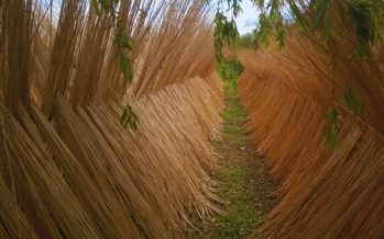 EL INTA trabaja en el Delta del Paraná en el mejoramiento genético de sauces-mimbre