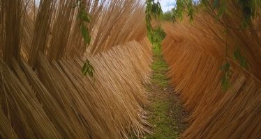 EL INTA trabaja en el Delta del Paraná en el mejoramiento genético de sauces-mimbre