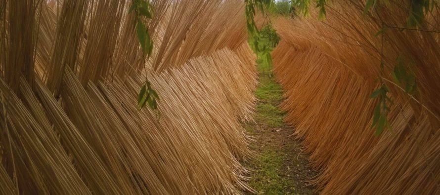 EL INTA trabaja en el Delta del Paraná en el mejoramiento genético de sauces-mimbre