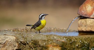 El avistamiento de aves como propulsor de la concientización ambiental