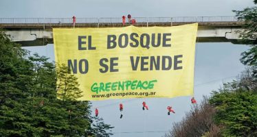 Para Greenpeace, “las leyes ambientales continúan en peligro” aún con las modificaciones