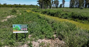 Replantación de nativas en el predio de la Estación Experimental INTA Delta