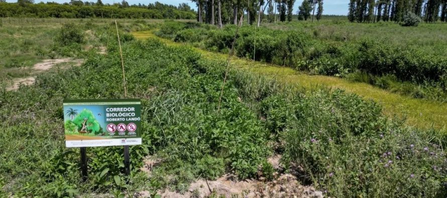 Replantación de nativas en el predio de la Estación Experimental INTA Delta