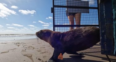 Rescate, rehabilitación y reinserción de un lobo marino herido por una red de pesca