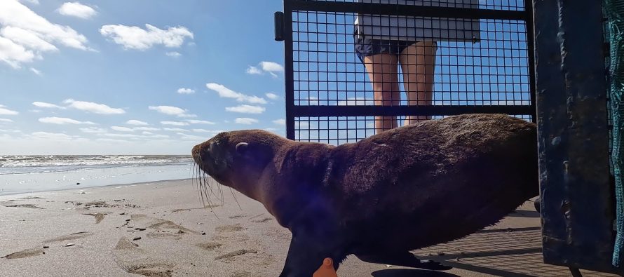 Rescate, rehabilitación y reinserción de un lobo marino herido por una red de pesca