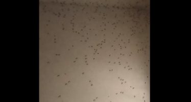 Alarma por una nueva invasión de mosquitos en el AMBA