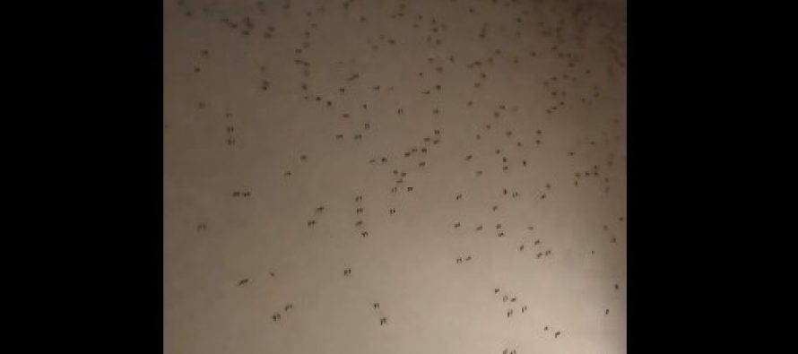 Alarma por una nueva invasión de mosquitos en el AMBA