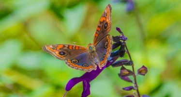 Gran cantidad de mariposas en San Fernando: ¿Cuál es el motivo de su aparición?