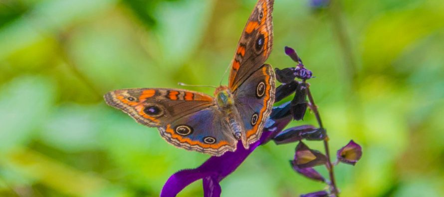 Gran cantidad de mariposas en San Fernando: ¿Cuál es el motivo de su aparición?