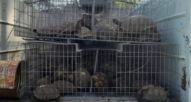 Rescataron a 168 tortugas de tierra del tráfico de fauna