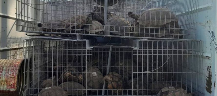 Rescataron a 168 tortugas de tierra del tráfico de fauna