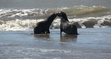 El tierno regreso al mar de dos lobos marinos tras una difícil rehabilitación por heridas y cortes