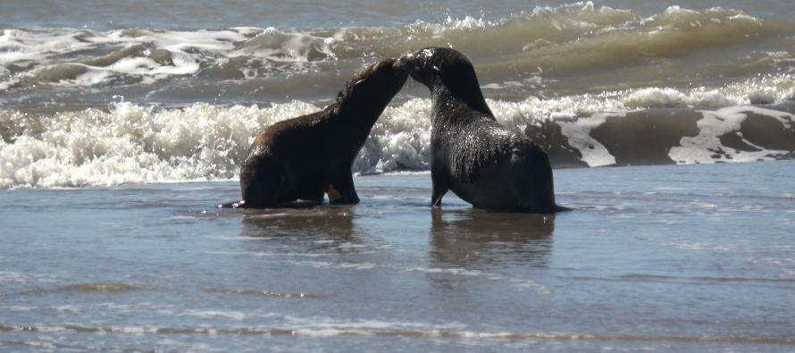 El tierno regreso al mar de dos lobos marinos tras una difícil rehabilitación por heridas y cortes