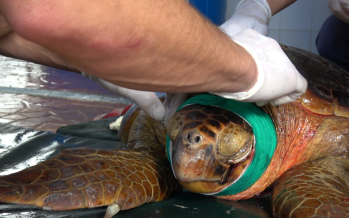 Rescatan a una tortuga gravemente herida por una hélice en el Delta bonaerense