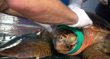 Rescatan a una tortuga gravemente herida por una hélice en el Delta bonaerense