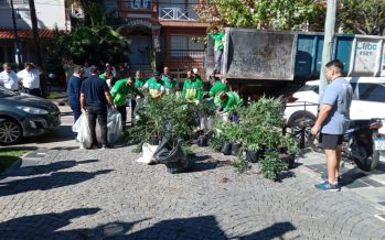 Decomisaron más de mil plantas de marihuana ocultas en una casa de San Isidro