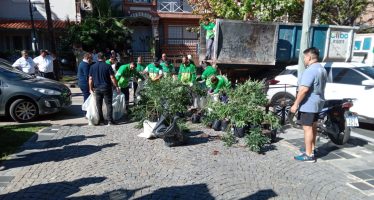 Decomisaron más de mil plantas de marihuana ocultas en una casa de San Isidro