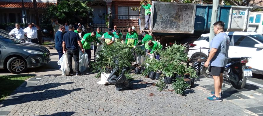 Decomisaron más de mil plantas de marihuana ocultas en una casa de San Isidro