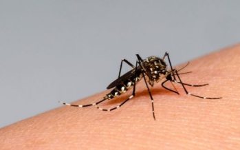 Nuevo informe epidemiológico sobre la situación del dengue en nuestra región