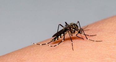 Dengue: cuáles son los municipios de la zona norte con mayores contagios