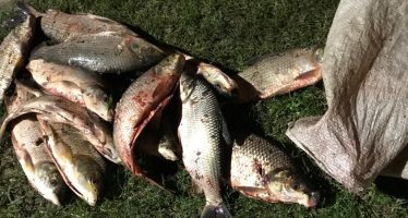 Escobar: incautaron 80 kilos de pescado producto de la pesca ilegal