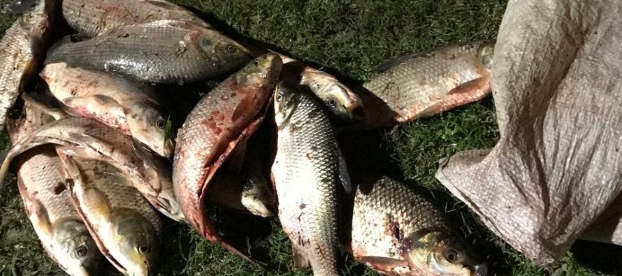 Escobar: incautaron 80 kilos de pescado producto de la pesca ilegal