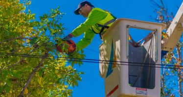 San Fernando: nueva temporada de poda programada para cuidar los árboles