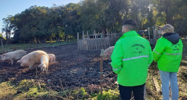 La Municipalidad de Escobar clausuró un criadero clandestino de cerdos en Matheu