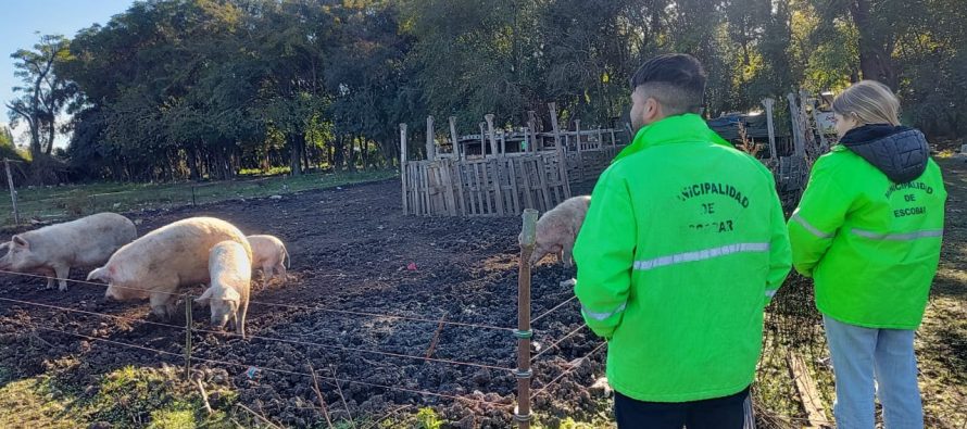 La Municipalidad de Escobar clausuró un criadero clandestino de cerdos en Matheu