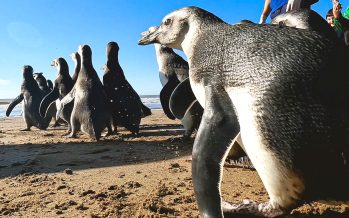 Pingüinos magallánicos regresaron al mar tras ser rescatados con cuadros de desnutrición