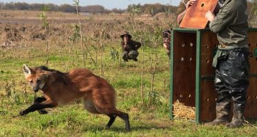 Una aguará guazú que era acorralada por perros en San Pedro fue reinsertada en el ambiente natural