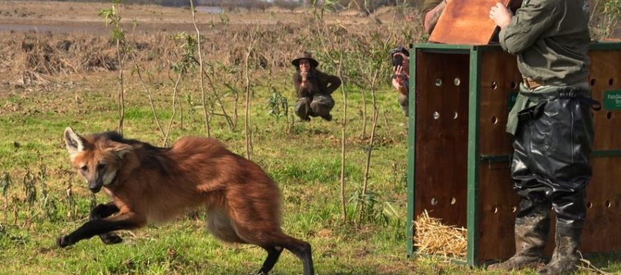 Una aguará guazú que era acorralada por perros en San Pedro fue reinsertada en el ambiente natural