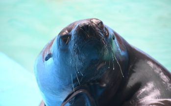 Lobito rescatado en Maschwitz regresó al mar