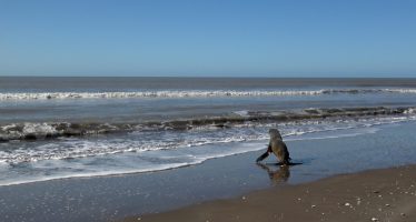 Regresó al mar el lobo marino que había sido rescatado en el Delta del Paraná