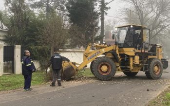 Escobar: cronograma del sistema municipal de recolección de ramas para esta semanal